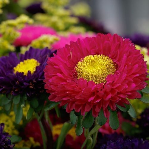 Semence de fleur rose - Matsumoto - SAKATA ORNAMENTALS EUROPE A/S - jaune / rouge / blanche