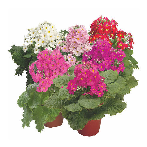 Semence de fleur annuelle - Prima - SAKATA ORNAMENTALS EUROPE A/S - rose / rouge / pour pot