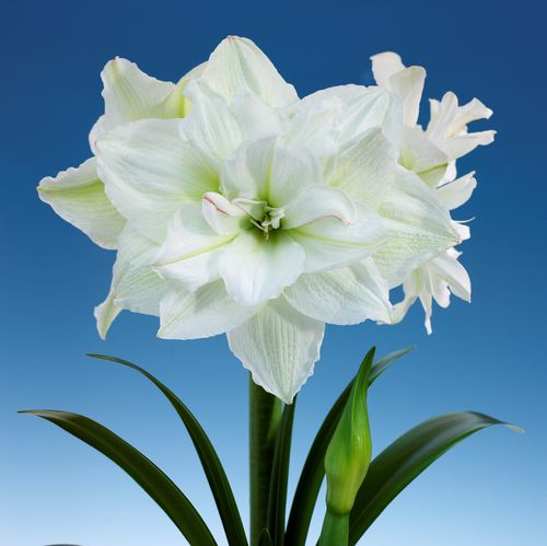 Plant floral vivace - Amaryllis Alfresco XXL - Vilmorin Jardin (Vilmorin Garden/ VDB) - blanc / pour jardin / d'intérieur