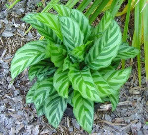 Plante verte vivace - Concinna Prayer Plant - AG 3 Inc - d'intérieur / rustique