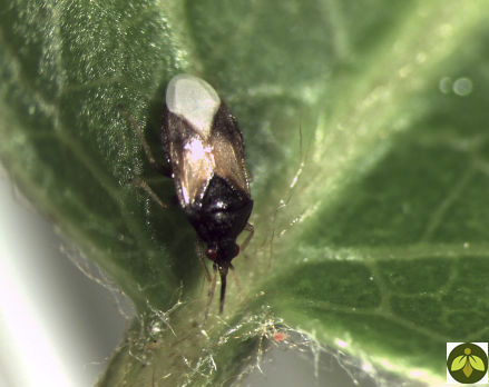 Punaise contre les thrips - ORIUSforce™ - Beneficial Insectary Inc - contre les acariens / contre les pucerons / œuf