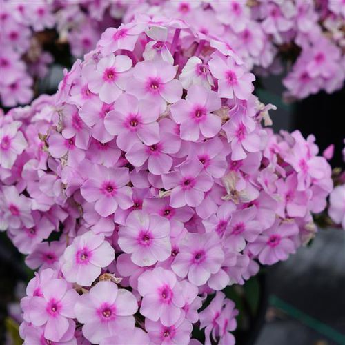 Plant floral vivace - Phlox paniculata Ka-Pow®  - Darwin Perennials - rose / pour jardin / pour pot