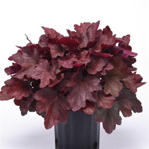 Plant floral vivace - Heuchera  Burgundy Blast - Darwin Perennials - rouge / pour pot / hybride