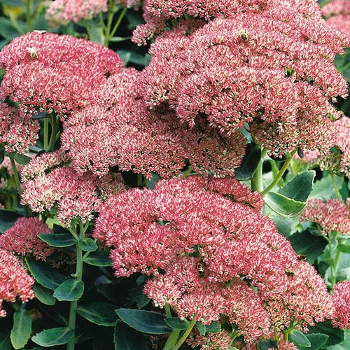 Plant floral vivace - Sedum Autumn Joy - Darwin Perennials - rose / rouge / bleu