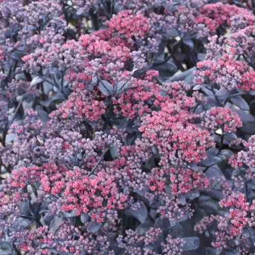 Plant floral vivace - Sedum telephium After Dark - Darwin Perennials - violet / rouge / noir