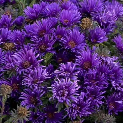 Plant floral vivace - Aster novae-angliae Grape Crush - Darwin Perennials - violet / pour jardin / pour attirer les papillons