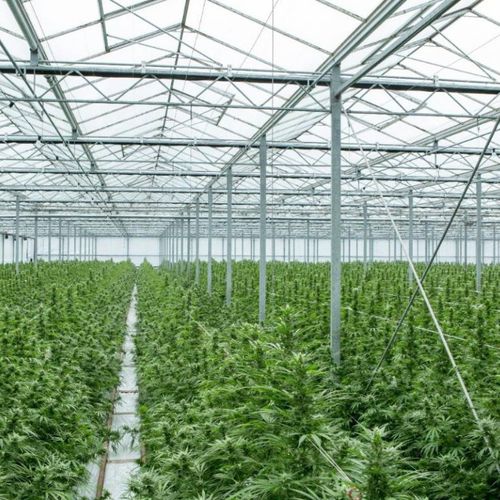 Serre venlo - De Cloet Greenhouse Manufacturing Ltd - ornementale / en verre / permanente