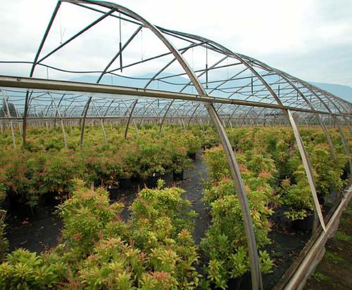 Serre de production - GGS Structures Inc - en verre / à ouverture totale