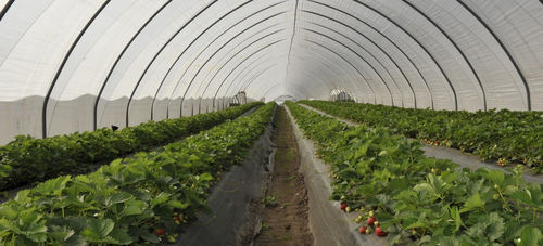 Serre multi tunnel - Solo - Haygrove Tunnels - de production / ornementale / en plastique