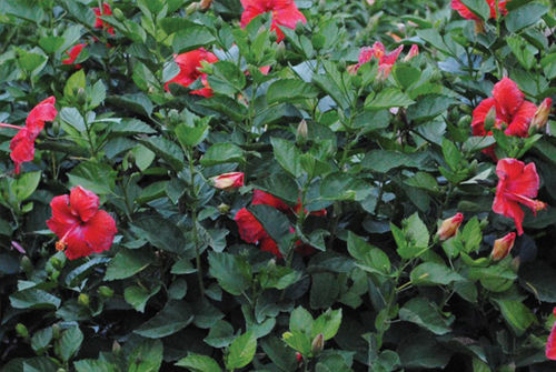 Arbuste à fleurs pour massif - Hibiscus President Red - K&M Nursery - à fleurs rouges