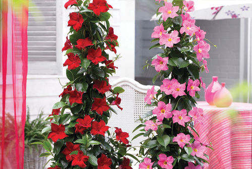 Plant floral vivace - Mandevilla - K&M Nursery - rose / rouge / pour pot