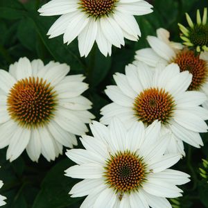 Plant floral vivace - Echinacea purpurea PowWow® White - North Creek Nurseries Inc - blanc / à couper / pour massif