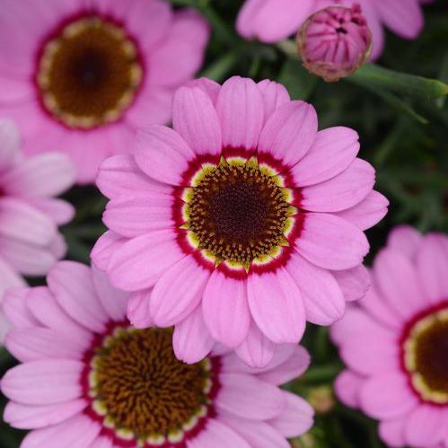 Plant floral vivace - argyranthemum intergeneric 'Grandessa Series' - Peace Tree Farm - rose / rouge / pour massif