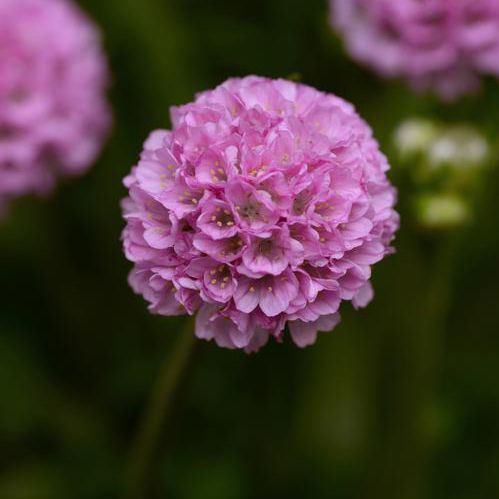 Plant floral annuel - Armeria pseudarmeria 'Dreameria' - Peace Tree Farm - rose / pour pot / pour massif