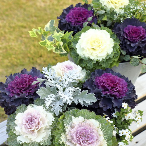 Plant floral annuel - OSAKA IQ - Sakata Seed America Inc - rouge / blanc / rose