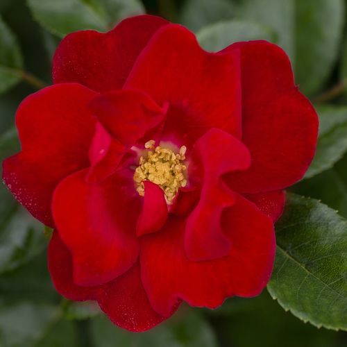 Plant floral rouge - Brick House® - Star® Roses and Plants - pour jardin / parfumé / hybride