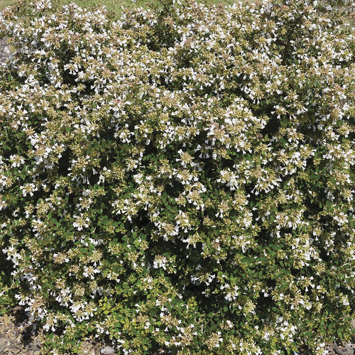 Arbuste à fleurs pour massif - Apple Perfection™ Abelia - Star® Roses and Plants - à fleurs blanches