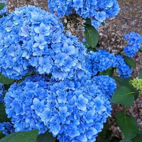 Arbuste à fleurs à fleurs roses - Double Down® Hydrangea - Star® Roses and Plants - à fleurs bleues