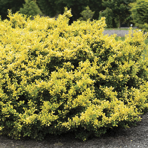Arbuste à fleurs pour massif - Ilex ‘Drops of Gold’ - Star® Roses and Plants