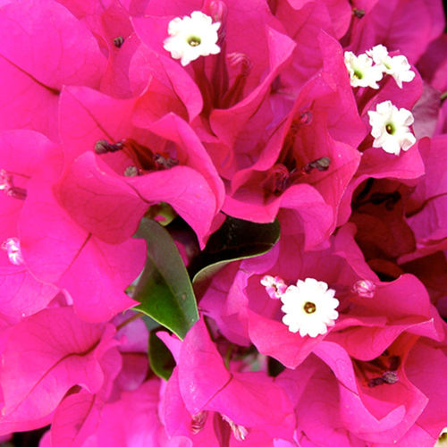 Plant floral vivace - Vera Deep Purple - Vista Farms - rose / grimpant