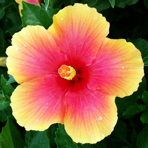 Arbuste à fleurs pour pot - Edward la plante - Vista Farms - pour massif / à mélange de coloris