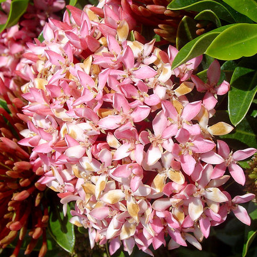 Arbuste à fleurs pour pot - Dwarf Hawaiian Pink - Vista Farms - pour massif / à fleurs roses