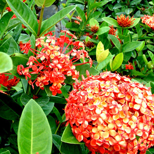 Arbuste à fleurs pour pot - Maui - Vista Farms - pour massif / à fleurs rouges