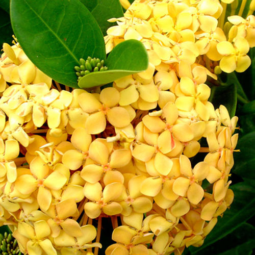 Arbuste à fleurs pour pot - Sunset - Vista Farms - pour massif / à fleurs jaunes