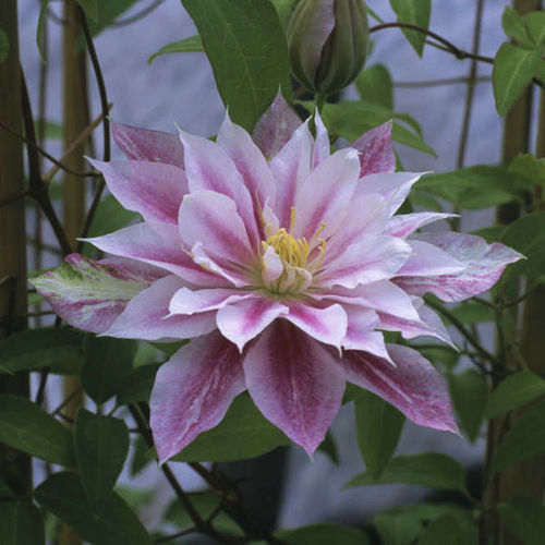 Plant floral vivace - Clematis 'Andromeda' - Walters Gardens Inc - rose / blanc / à mélange de coloris