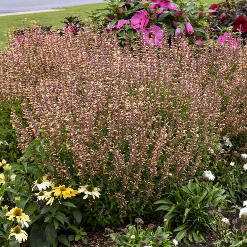 Plant floral vivace - Agastache 'Queen Nectarine' - Walters Gardens Inc - vert / pour jardin / pour attirer les papillons