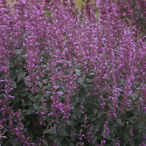 Plant floral vivace - Agastache 'Royal Raspberry'  - Walters Gardens Inc - violet / pour jardin / pour attirer les papillons