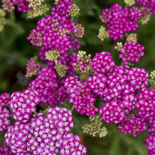Plant floral vivace - Achillea 'Firefly Fuchsia' - Walters Gardens Inc - rose / à couper / pour jardin