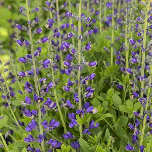 Plant floral vivace - Baptisia 'Periwinkle Popsicle' - Walters Gardens Inc - bleu / à couper / pour jardin