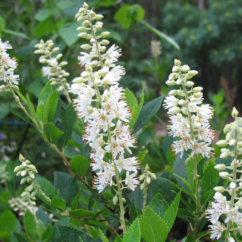 Plant floral vivace - Alnifolia - Willowbend Nursery Inc - blanc / parfumé