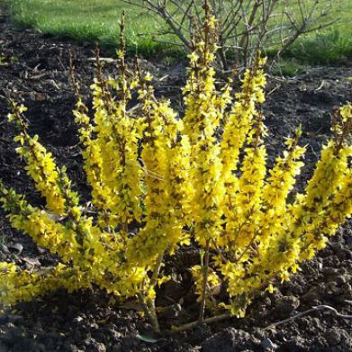 Arbuste à fleurs pour massif -  'Show Off®' Starlet - Willowbend Nursery Inc - à fleurs jaunes