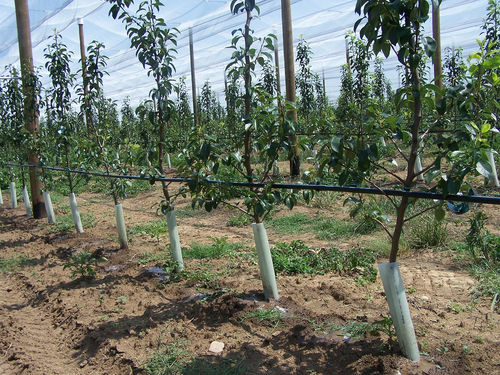 Système d'arrosage goutte-à-goutte - SCOVA IMPIANTI Srl