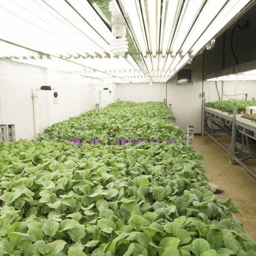 Chambre de culture pour croissance de plantes - GR48 - CONVIRON - pour la recherche