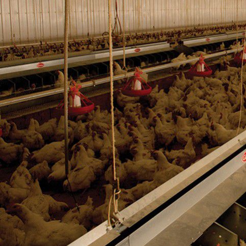 Système d'élevage de poulets de chair en cages - FRONT - CUMBERLAND