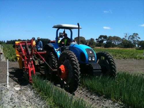 Ramasseuse d'oignons - Koppert Machines - à poireaux / montée sur tracteur / à 1 rang