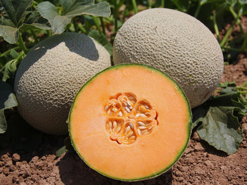 Semence de melon moyenne - Fiji - HM.CLAUSE - résistante à la fusariose / résistante à l'oïdium