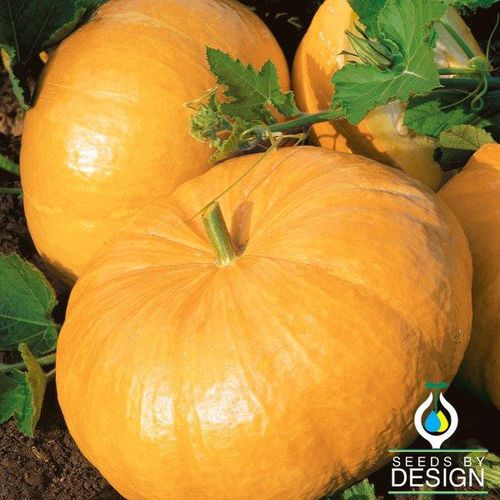 Semence de courge précoce - Yellow Paris - Seeds by Design - jaune / ronde