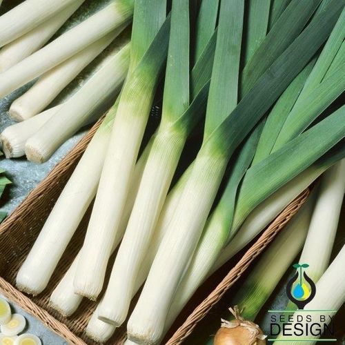 Semence de poireau tardive - Giant Musselburgh - Seeds by Design - annuelle / hiver / biologique