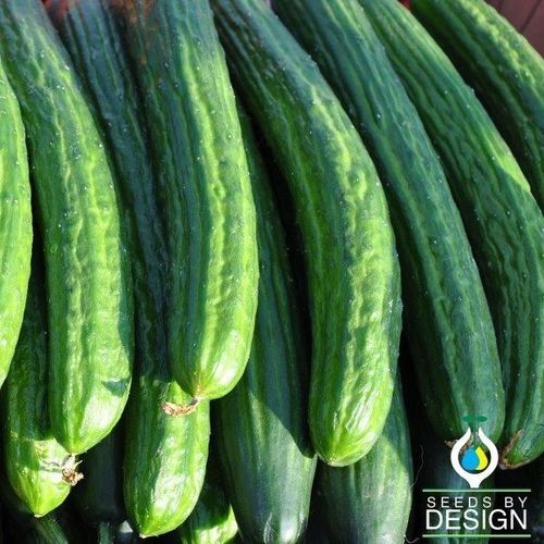 Semence de concombre annuelle - Long Burpless  - Seeds by Design - de printemps / hybride / pour culture sous serre