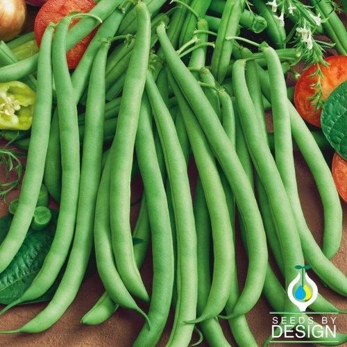 Semence de fève annuelle - Greencrop Bush - Seeds by Design - hybride