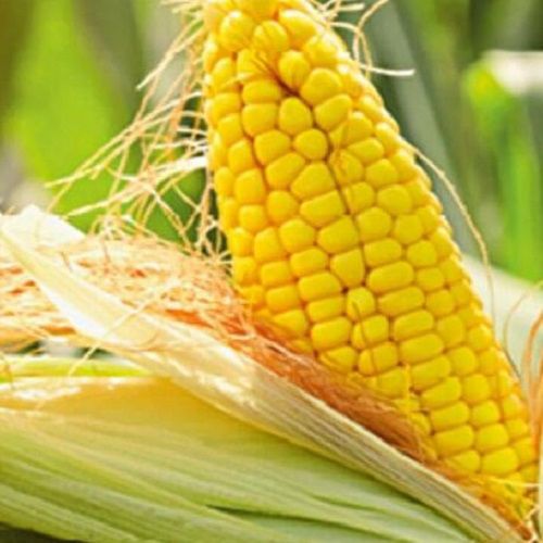 Semence de maïs très précoce - LIROYAL - DSV UK - grain / résistante à l'helminthosporiose / résistante à la fusariose