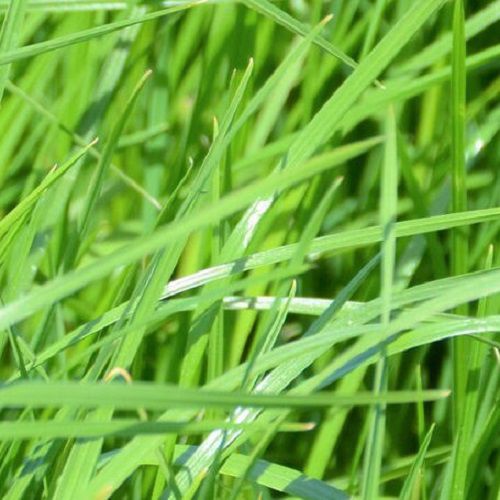 Fourrage de ray-grass - SENDERO - DSV UK - pour structurer le sol / pour l'alimentation animale