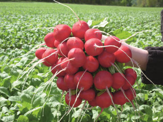Semence de radis moyenne - Rosetta - Elsoms Seeds