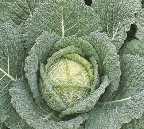 Semence de chou très précoce - Clarissa - Elsoms Seeds - d'automne