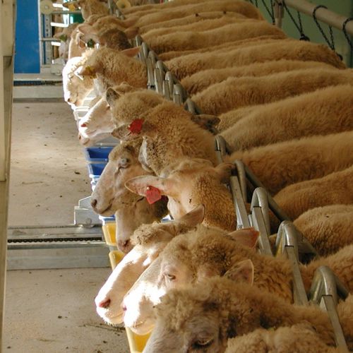 Salle De Traite Pour Chevres Farmtec A S Pour Moutons Cote A Cote