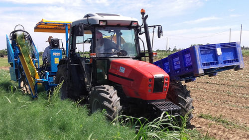 Récolteuse de fenouil - F 285 - Carpi Meccanica Snc - montée sur tracteur / à 1 rang